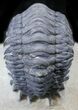 Crotalocephalina Trilobite - Foum Zguid, Morocco #25828-6